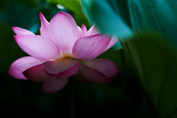 포토 JPG 주간 한송이 자연 연꽃 사람없음 야외 아웃포커스 연잎 국내포토 자연요소 1 꽃 잎 촬영기법 생태계 송이 파일형식