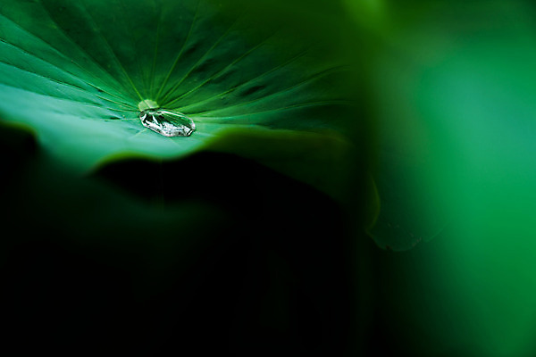 포토 JPG 주간 자연 풍경 사람없음 야외 아웃포커스 물방울 연잎 국내포토 자연요소 잎 촬영기법 생태계 파일형식