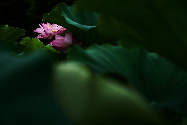 포토 JPG 주간 자연 연꽃 사람없음 야외 아웃포커스 연잎 국내포토 자연요소 꽃 잎 촬영기법 생태계 파일형식