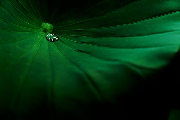 포토 JPG 주간 자연 풍경 사람없음 야외 아웃포커스 물방울 연잎 국내포토 자연요소 잎 촬영기법 생태계 파일형식
