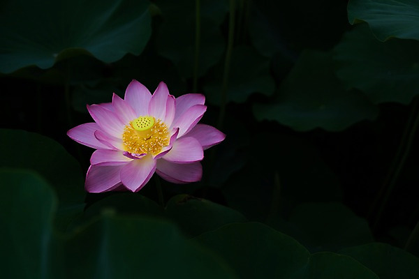 포토 JPG 주간 한송이 자연 연꽃 사람없음 야외 아웃포커스 연잎 국내포토 자연요소 1 꽃 잎 촬영기법 생태계 송이 파일형식