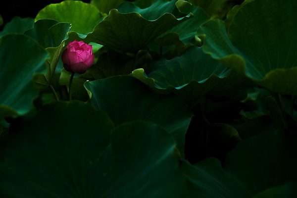 포토 JPG 주간 한송이 자연 연꽃 사람없음 야외 아웃포커스 연잎 국내포토 자연요소 1 꽃 잎 촬영기법 생태계 송이 파일형식