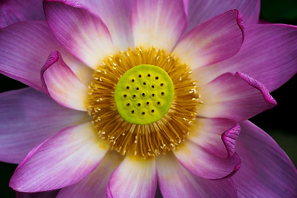 포토 JPG 주간 한송이 자연 연꽃 근접촬영 사람없음 야외 꽃술_꽃 연잎 국내포토 자연요소 1 꽃 뷰포인트 잎 생태계 송이 파일형식