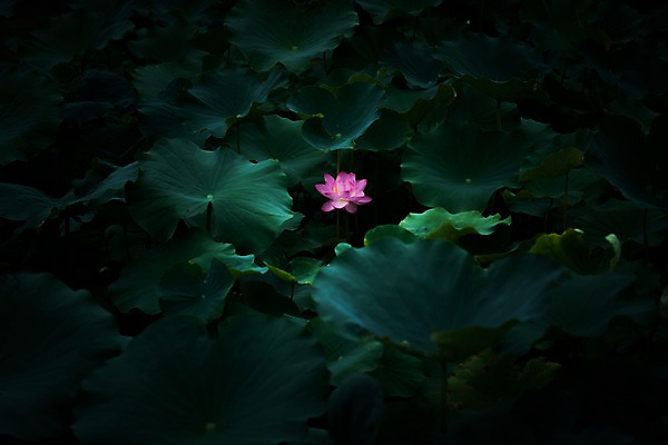 포토 JPG 주간 한송이 자연 연꽃 사람없음 야외 연못 연잎 국내포토 자연요소 1 꽃 잎 생태계 송이 파일형식