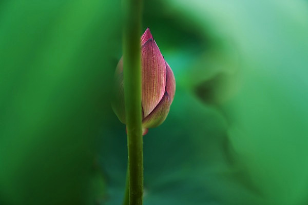 포토 JPG 주간 자연 연꽃 사람없음 야외 아웃포커스 연잎 국내포토 자연요소 꽃 잎 촬영기법 생태계 파일형식
