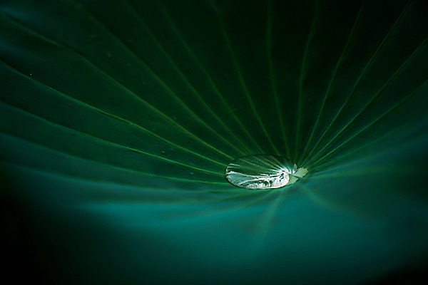 포토 JPG 주간 식물 백그라운드 잎 자연 사람없음 야외 아웃포커스 물방울 연잎 식물백그라운드 국내포토 자연요소 촬영기법 생태계 파일형식