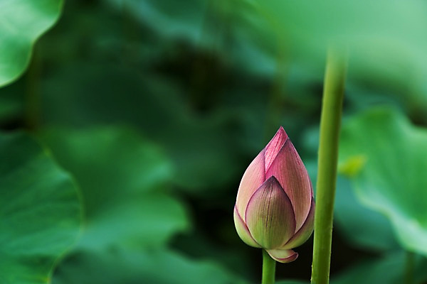 포토 JPG 주간 자연 연꽃 사람없음 야외 아웃포커스 연잎 국내포토 자연요소 꽃 잎 촬영기법 생태계 파일형식