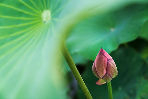 포토 JPG 주간 자연 연꽃 사람없음 야외 아웃포커스 연잎 국내포토 자연요소 꽃 잎 촬영기법 생태계 파일형식