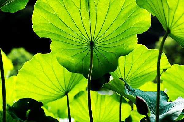 포토 JPG 주간 식물 백그라운드 잎 자연 사람없음 야외 아웃포커스 연잎 식물백그라운드 국내포토 자연요소 촬영기법 생태계 파일형식