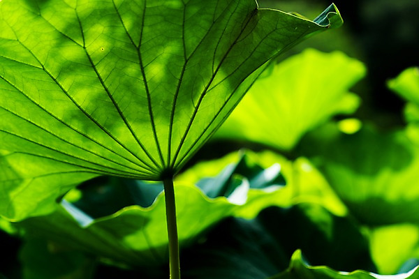 포토 JPG 주간 식물 백그라운드 잎 자연 사람없음 야외 아웃포커스 연잎 식물백그라운드 국내포토 자연요소 촬영기법 생태계 파일형식