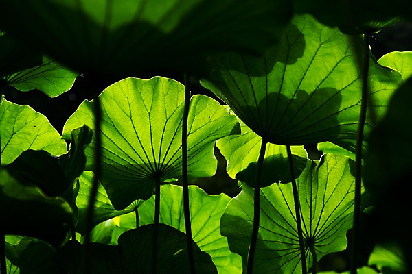 포토 JPG 주간 자연 풍경 사람없음 야외 아웃포커스 연잎 국내포토 자연요소 잎 촬영기법 생태계 파일형식