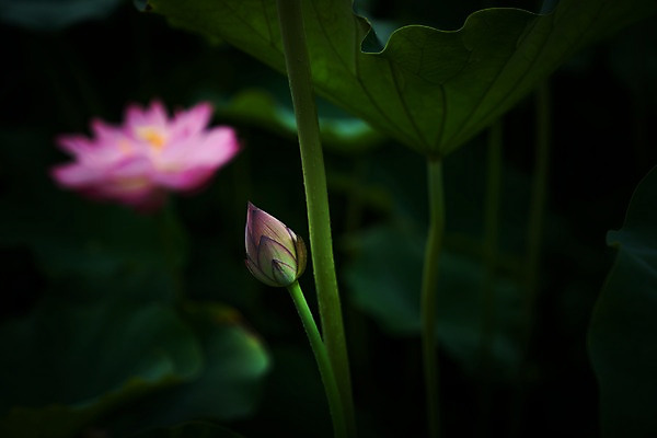 포토 JPG 주간 자연 연꽃 사람없음 야외 아웃포커스 연잎 국내포토 자연요소 꽃 잎 촬영기법 생태계 파일형식