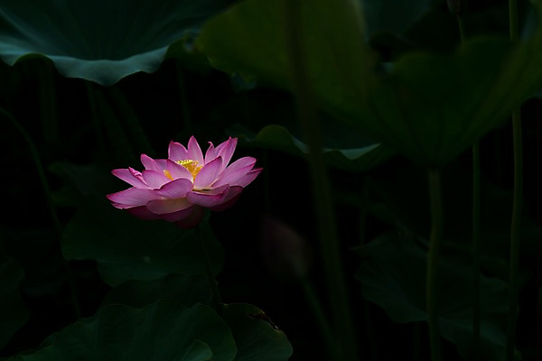 포토 JPG 주간 한송이 자연 연꽃 사람없음 야외 아웃포커스 연잎 국내포토 자연요소 1 꽃 잎 촬영기법 생태계 송이 파일형식