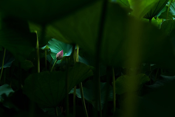 포토 JPG 주간 자연 연꽃 사람없음 야외 아웃포커스 연잎 국내포토 자연요소 꽃 잎 촬영기법 생태계 파일형식