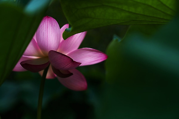 포토 JPG 주간 한송이 자연 연꽃 사람없음 야외 아웃포커스 연잎 국내포토 자연요소 1 꽃 잎 촬영기법 생태계 송이 파일형식