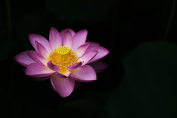 포토 JPG 주간 한송이 자연 연꽃 사람없음 야외 아웃포커스 연잎 국내포토 자연요소 1 꽃 잎 촬영기법 생태계 송이 파일형식