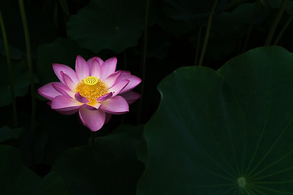 포토 JPG 주간 한송이 자연 연꽃 사람없음 야외 아웃포커스 연잎 국내포토 자연요소 1 꽃 잎 촬영기법 생태계 송이 파일형식