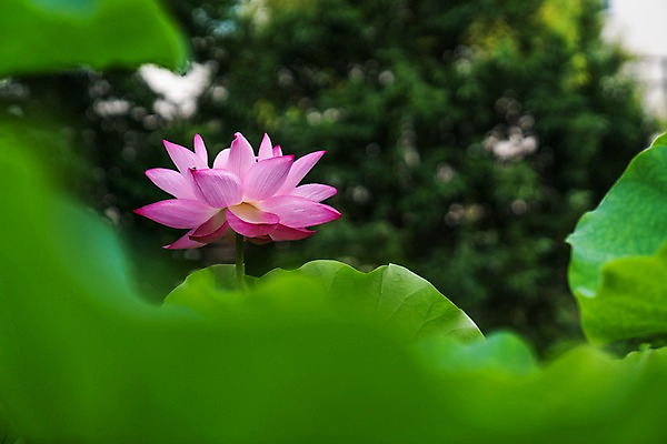 포토 JPG 주간 한송이 자연 연꽃 사람없음 야외 아웃포커스 연잎 국내포토 자연요소 1 꽃 잎 촬영기법 생태계 송이 파일형식