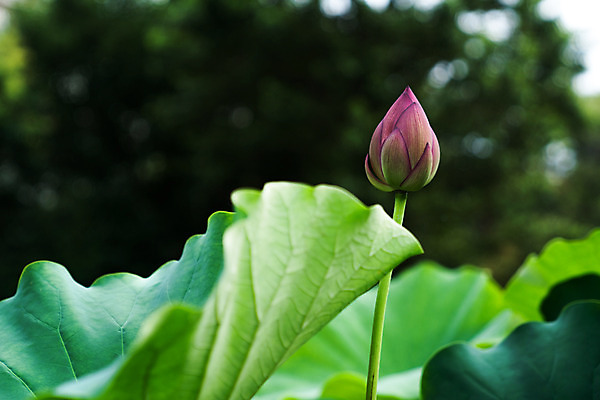 포토 JPG 주간 한송이 자연 연꽃 사람없음 야외 아웃포커스 연잎 국내포토 자연요소 1 꽃 잎 촬영기법 생태계 송이 파일형식