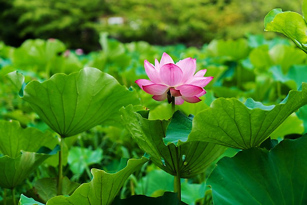 포토 JPG 주간 한송이 자연 연꽃 사람없음 야외 아웃포커스 연잎 국내포토 자연요소 1 꽃 잎 촬영기법 생태계 송이 파일형식