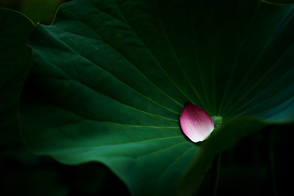 포토 JPG 주간 꽃잎 자연 연꽃 근접촬영 사람없음 야외 아웃포커스 연잎 국내포토 자연요소 꽃 뷰포인트 잎 촬영기법 생태계 파일형식