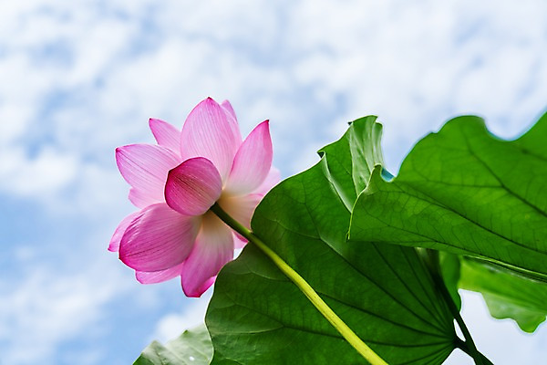포토 JPG 주간 구름 로우앵글 한송이 자연 하늘 연꽃 사람없음 야외 아웃포커스 연잎 국내포토 자연요소 1 꽃 뷰포인트 잎 촬영기법 생태계 송이 파일형식