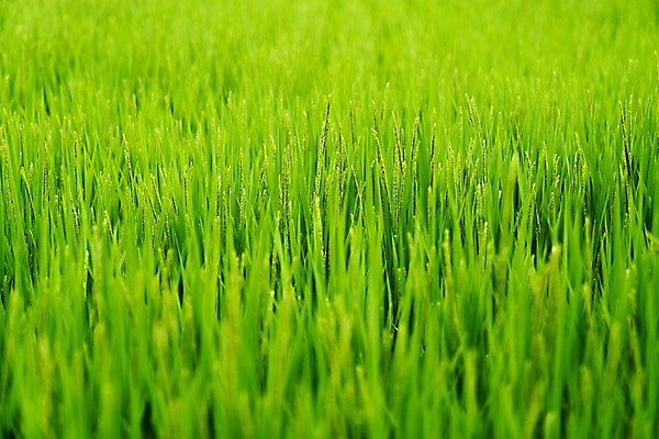 포토 JPG 주간 자연 논 사람없음 야외 아웃포커스 농경지 벼 이삭 국내포토 자연요소 농업 곡류 촬영기법 농장 생태계 파일형식