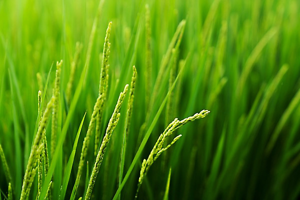 포토 JPG 주간 자연 논 사람없음 야외 아웃포커스 농경지 벼 이삭 국내포토 자연요소 농업 곡류 촬영기법 농장 생태계 파일형식