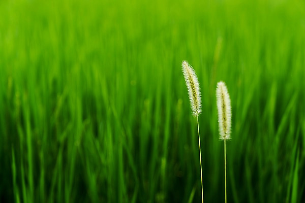포토 JPG 주간 자연 논 사람없음 야외 아웃포커스 농경지 벼 강아지풀 국내포토 자연요소 식물 농업 곡류 촬영기법 농장 생태계 한해살이풀 파일형식