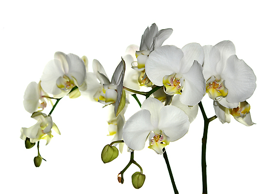 포토 JPG 해외이미지 식물 디자인 꽃잎 꽃 선 백그라운드 꽃무늬 패턴 자연 휴가 발렌타인데이 건강 선물 사랑 미술 사람없음 장식 초록색 파란색 빛 스파 봄 벚꽃 흰색 나뭇가지 신선 난초 모서리 심볼 순수 보케 호접란 고립 블러 이국적 파스텔톤 해외202004 해외포토 나무 계절 감정 컬러 컨셉 무늬 데이이벤트 문화예술 생태계 파일형식 이미지허브