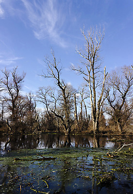 포토 JPG 해외이미지 나무 식물 자연 풍경 사람없음 야외 초록색 물 강 성장 연못 습지 숲 신비 홍수 유기농 생태계 내추럴 생태학 해외202004 해외포토 자연요소 웰빙 교육 컬러 컨셉 자연재해 파일형식 이미지허브
