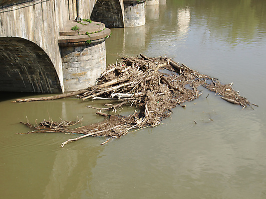 포토 JPG 해외이미지 나무 사람없음 물 강 환경 파편 위험 홍수 해외202004 해외포토 자연요소 식물 컨셉 자연재해 파일형식 이미지허브