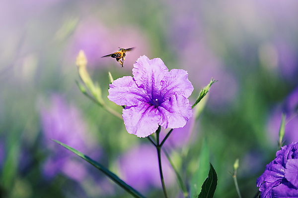 포토 JPG 해외이미지 식물 동물 공원 꽃잎 꽃 야생동물 곤충 잎 꽃무늬 날개 자연 사람없음 정원 보라색 벚꽃 달콤 벌레 자주색 벌 제비꽃 꽃가루 꿀 블러 해외202004 해외포토 공공시설 컬러 무늬 맛 가루 생태계 파일형식 이미지허브