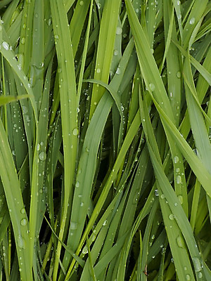 포토 JPG 해외이미지 식물 잔디 사람없음 초록색 정원 차도 물방울 이슬 편지 해외202004 해외포토 도로 컬러 파일형식 이미지허브