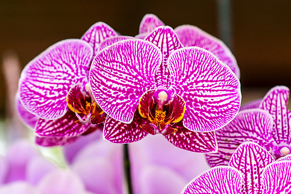 포토 JPG 해외이미지 식물 꽃 분홍색 잎 동양인 사람없음 초록색 노란색 정원 신선 난초 숲 열대우림 해외202004 해외포토 컬러 인종 파일형식 이미지허브