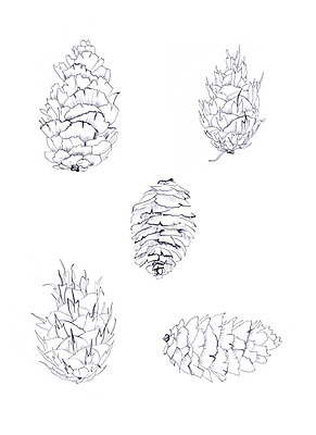 포토 JPG 해외이미지 나무 식물 계절 야생동물 크리스마스 겨울 자연 휴가 새로움 흑백 사람없음 연필 펜 검은색 흰색 나뭇가지 소나무 숲 인쇄 스케치 연도 그림 생물학 손그림 솔방울 판화 전나무 원뿔 해외202004 해외포토 도형 동물 교육 기념일 컬러 컨셉 학용품 촬영기법 미술 필기구 생태계 파일형식 이미지허브