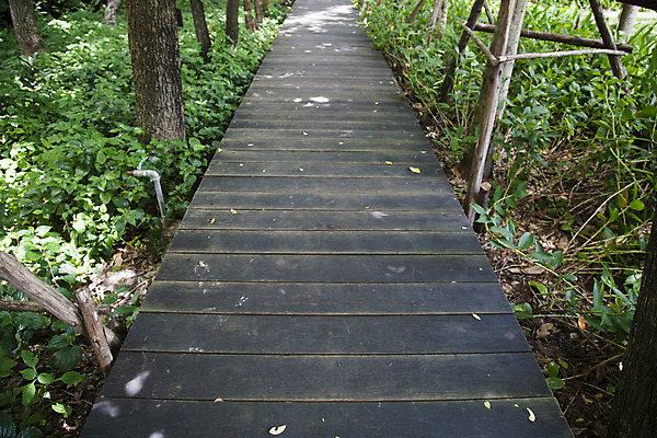 포토 JPG 해외이미지 나무 식물 계절 공원 도로 길 여행 잎 자국 자연 풍경 사람없음 야외 목재 여름 빛 정원 침묵 산책 산책로 하이킹 가을 시골 터널 숲 접속 오솔길 장면 내추럴 방법 옛날 해외202004 해외포토 공공시설 재료 교통시설 레저 휴식 소리 생태계 파일형식 이미지허브