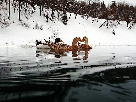 포토 JPG 해외이미지 호수 겨울 오리 사람없음 물 러시아 해외202004 해외포토 자연요소 계절 유럽 조류 파일형식 이미지허브
