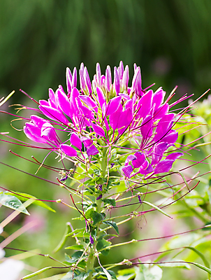 포토 JPG 해외이미지 나무 식물 공원 꽃 분홍색 꽃무늬 풍경 사람없음 야외 초록색 여름 정원 보라색 봄 성장 신선 개화 가시 닫기 만족 그림 원예 조경 거미 내추럴 해외202004 해외포토 계절 공공시설 감정 컬러 곤충 무늬 모션 취미 파일형식 이미지허브