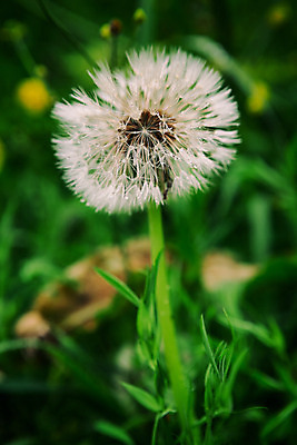 포토 JPG 해외이미지 식물 꽃 꽃무늬 밭 자연 사람없음 야외 세로 초록색 여름 봄 젖음 벚꽃 흰색 물방울 신선 떨어짐 이슬 민들레 허브 싱글 부드러움 내추럴 해외202004 해외포토 계절 컬러 컨셉 무늬 농업 감각 생태계 파일형식 이미지허브