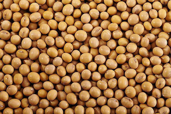 포토 JPG 해외이미지 식물 음식 백그라운드 농업 다이어트 채소 재료 자연 콩 건조 건강 식이요법 요리 씨앗 동양인 사람없음 목재 농작물 갈색 노란색 새싹 중국 성장 흰색 신선 먹기 에코 유기농 질감 날것 섬유 흙더미 단백질 대두 채식주의자 비건 해외202004 해외포토 나무 웰빙 산업 아시아 컬러 모션 곡류 인종 환경 흙 직물 생태계 채식 영양소 파일형식 더미 이미지허브