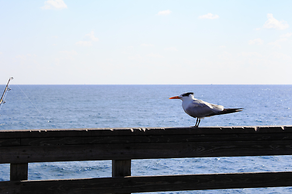 포토 JPG 해외이미지 동물 구름 1 응시 선 바다 백그라운드 겨울 건축양식 자연 갈매기 조류 하늘 서기 사람없음 야외 목재 파란색 갈색 노란색 항구 맑음 검은색 회색 흰색 관찰 깃털 오브젝트 싱글 부리 대서양 내추럴 소금물 철책 수평선 해외202004 해외포토 자연요소 나무 시선 계절 건축 컬러 재료 교통시설 모션 날씨 생태계 파일형식 이미지허브