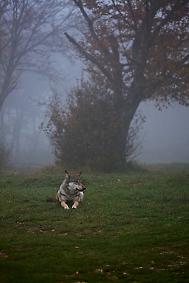 포토 JPG 해외이미지 나무 동물 야생동물 포유류 자연 생물 털 풍경 사람없음 야외 세로 갈색 회색 안개 가을 기다림 숲 모피 육식동물 늑대 내추럴 해외202004 해외포토 식물 계절 컬러 모션 날씨 생태계 파일형식 이미지허브