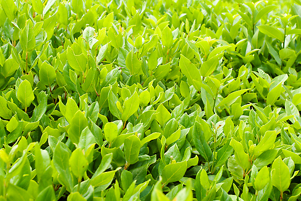 포토 JPG 해외이미지 나무 식물 백그라운드 잎 자연 새로움 사람없음 야외 가로 초록색 여름 환경 봄 성장 신선 질감 내추럴 해외202004 해외포토 계절 컬러 컨셉 생태계 파일형식 이미지허브