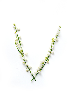 포토 JPG 해외이미지 알파벳 영어 열매 꽃 포스터 문장 백그라운드 스티커 셔츠 잎 캘리그라피 사람없음 책 단어 종 표현 인쇄 만화 편지 블루베리 엽서 속담 크랜베리 레터링 해외202004 해외포토 식물 문자 상의 과일 파일형식 이미지허브