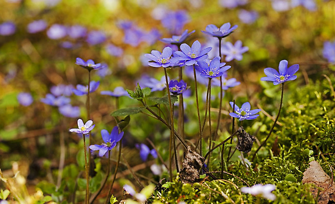 포토 JPG 해외이미지 식물 계절 꽃잎 꽃 잎 꽃무늬 자연 새로움 풍경 사람없음 야외 목재 초록색 여름 파란색 빛 머리 환경 보라색 봄 들꽃 성장 벚꽃 시골 신선 개화 그룹 숲 허브 싱글 멀리 내추럴 터키석 부족함 해외202004 해외포토 나무 컬러 컨셉 무늬 재료 신체부위 보석 생태계 파일형식 이미지허브