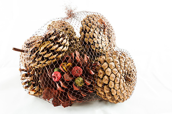 포토 JPG 해외이미지 나무 식물 전통 계절 백그라운드 크리스마스 겨울 가방 자연 휴가 기념 건조 씨앗 사람없음 목재 장식 갈색 견과류 가을 나뭇가지 축하 소나무 그물 숲 심볼 솔방울 상록수 침엽수 전나무 원뿔 내추럴 고립 가문비나무 해외202004 해외포토 도형 잡화 기념일 컬러 컨셉 재료 생태계 파일형식 이미지허브