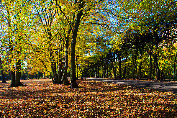 포토 JPG 해외이미지 나무 식물 계절 공원 길 백그라운드 단풍 잎 오렌지 자연 따뜻함 풍경 사람없음 야외 빨간색 초록색 태양 갈색 노란색 맑음 활발 가을 나뭇가지 변화 황금 숲 질감 마법 10월 내추럴 해외202004 해외포토 자연요소 공공시설 컬러 컨셉 과일 날씨 날짜 생태계 파일형식 이미지허브