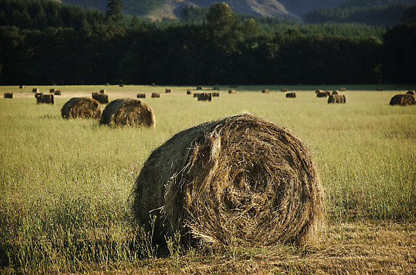 포토 JPG 해외이미지 식물 계절 산업 백그라운드 밭 농업 자연 하늘 풍경 사람없음 야외 여름 파란색 태양 농장 농경지 쌓기 봄 가을 시골 황금 볏짚 먹이 낟알 땅 자르기 밀 장면 밀짚 내추럴 밭일 해외202004 해외포토 자연요소 컬러 모션 곡류 짚 생태계 파일형식 이미지허브