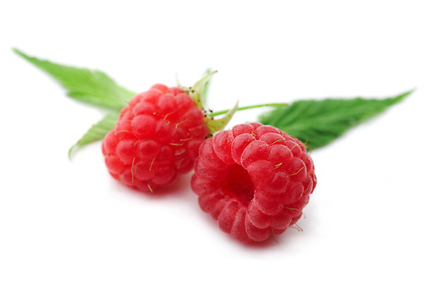 포토 JPG 해외이미지 라이프스타일 계절 열매 음식 잎 과일 자연 건강 사람없음 장식 빨간색 초록색 활발 흰색 신선 확대 달콤 먹기 가득함 오브젝트 산딸기 숙성 채식주의자 해외202004 해외포토 식물 컬러 컨셉 모션 생활 맛 생태계 채식 파일형식 이미지허브